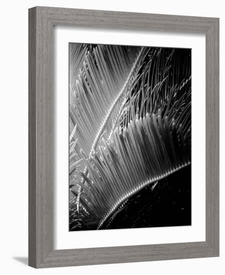 Tropic Tree 02-SOIL-Framed Photographic Print