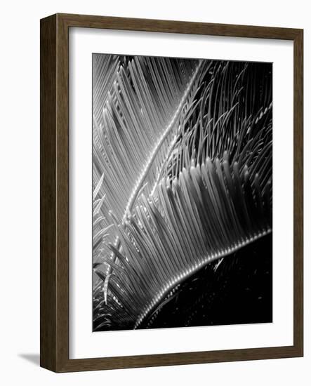 Tropic Tree 02-SOIL-Framed Photographic Print