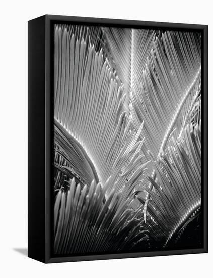 Tropic Tree 03-SOIL-Framed Premier Image Canvas