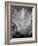 Tropic Tree 03-SOIL-Framed Photographic Print