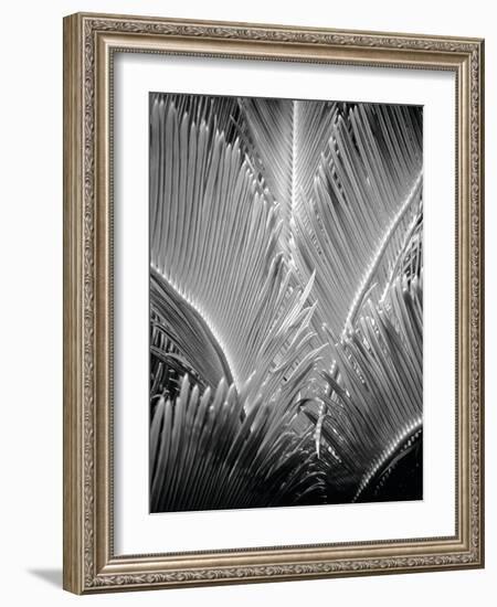 Tropic Tree 03-SOIL-Framed Photographic Print