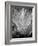 Tropic Tree 03-SOIL-Framed Photographic Print