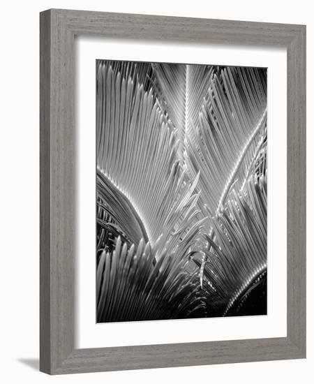 Tropic Tree 03-SOIL-Framed Photographic Print