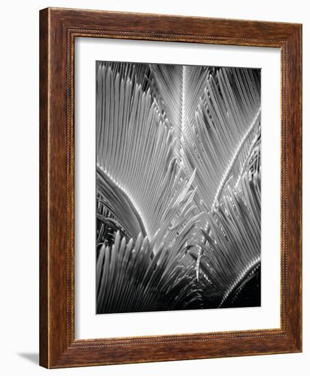 Tropic Tree 03-SOIL-Framed Photographic Print
