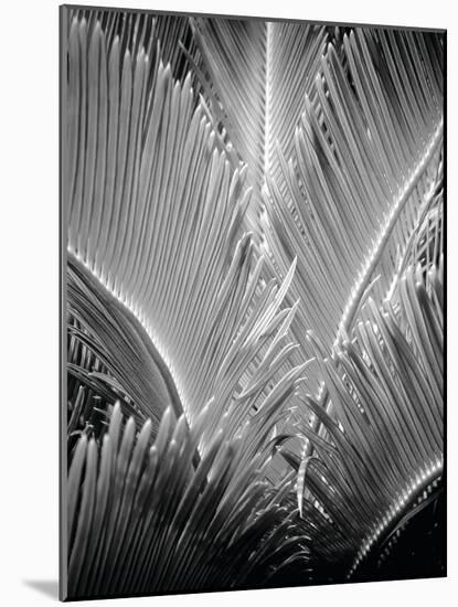 Tropic Tree 03-SOIL-Mounted Photographic Print