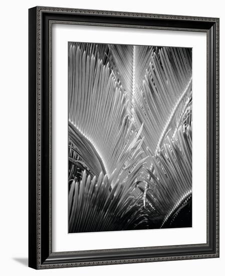 Tropic Tree 03-SOIL-Framed Photographic Print