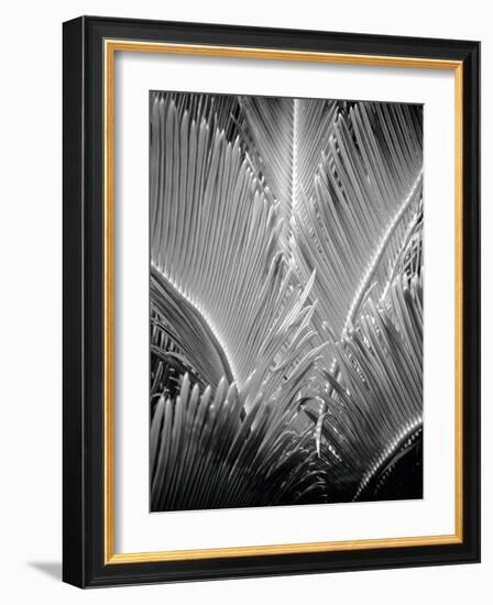 Tropic Tree 03-SOIL-Framed Photographic Print