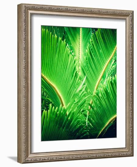 Tropic Tree-SOIL-Framed Photographic Print