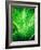 Tropic Tree-SOIL-Framed Photographic Print