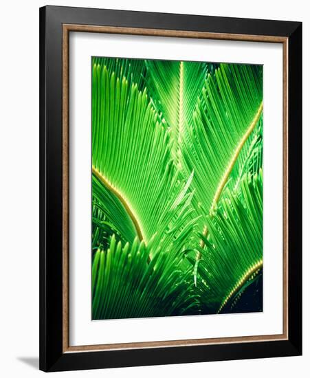 Tropic Tree-SOIL-Framed Photographic Print