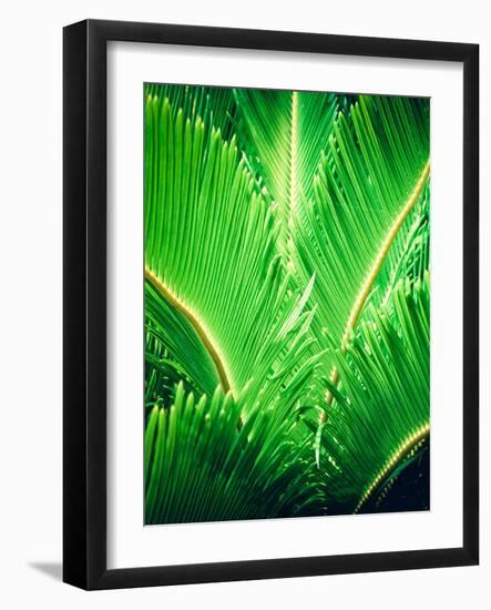 Tropic Tree-SOIL-Framed Photographic Print