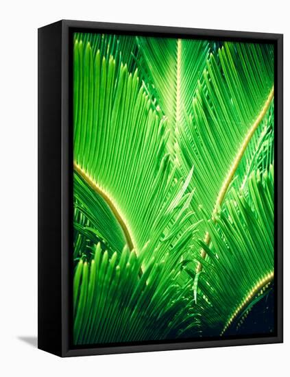 Tropic Tree-SOIL-Framed Premier Image Canvas