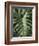 Tropica I-Boyce Watt-Framed Giclee Print