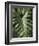 Tropica I-Boyce Watt-Framed Giclee Print