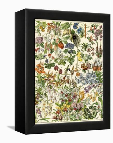 Tropical and Exotic Flowers, Including Orchid, Anthurium, Gloxinia, Trillium-null-Framed Premier Image Canvas