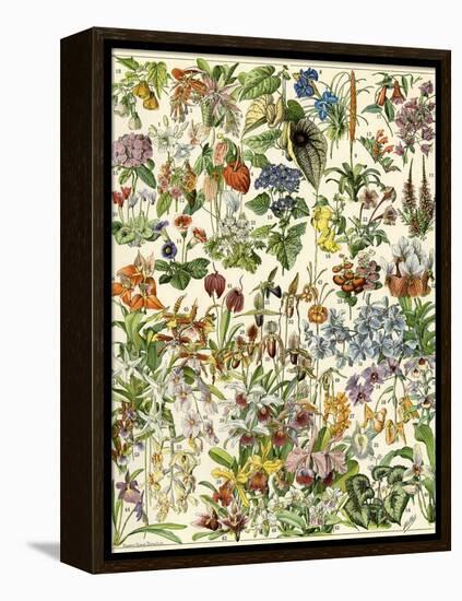 Tropical and Exotic Flowers, Including Orchid, Anthurium, Gloxinia, Trillium-null-Framed Premier Image Canvas