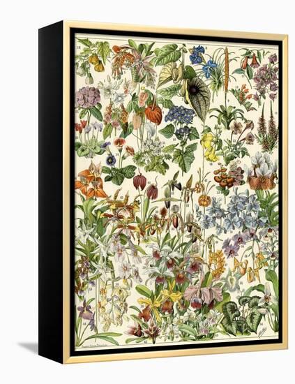 Tropical and Exotic Flowers, Including Orchid, Anthurium, Gloxinia, Trillium-null-Framed Premier Image Canvas