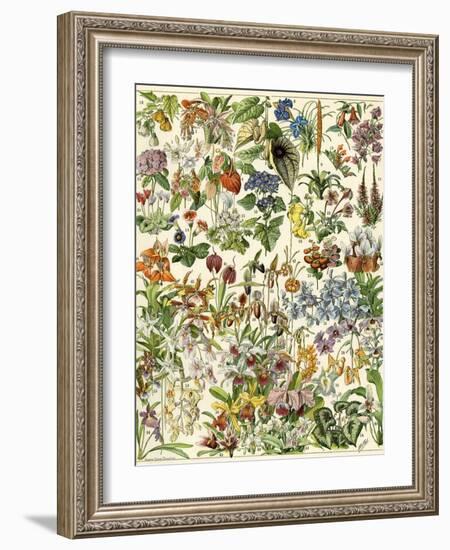 Tropical and Exotic Flowers, Including Orchid, Anthurium, Gloxinia, Trillium-null-Framed Giclee Print