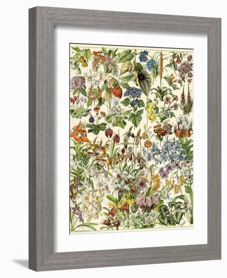 Tropical and Exotic Flowers, Including Orchid, Anthurium, Gloxinia, Trillium-null-Framed Giclee Print