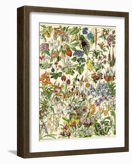 Tropical and Exotic Flowers, Including Orchid, Anthurium, Gloxinia, Trillium-null-Framed Giclee Print