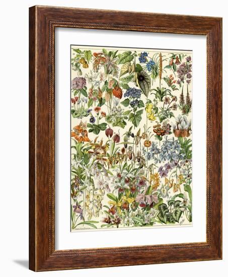 Tropical and Exotic Flowers, Including Orchid, Anthurium, Gloxinia, Trillium-null-Framed Giclee Print