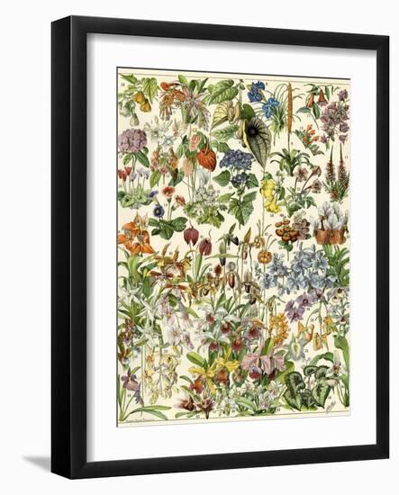 Tropical and Exotic Flowers, Including Orchid, Anthurium, Gloxinia, Trillium-null-Framed Giclee Print