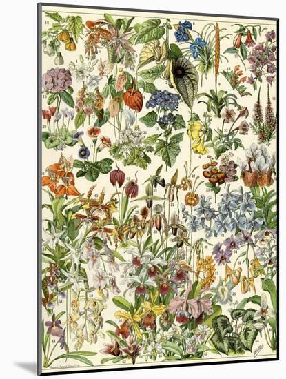 Tropical and Exotic Flowers, Including Orchid, Anthurium, Gloxinia, Trillium-null-Mounted Giclee Print