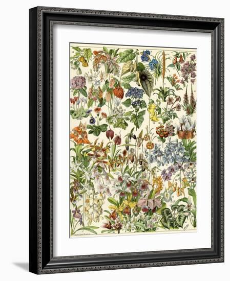 Tropical and Exotic Flowers, Including Orchid, Anthurium, Gloxinia, Trillium-null-Framed Giclee Print