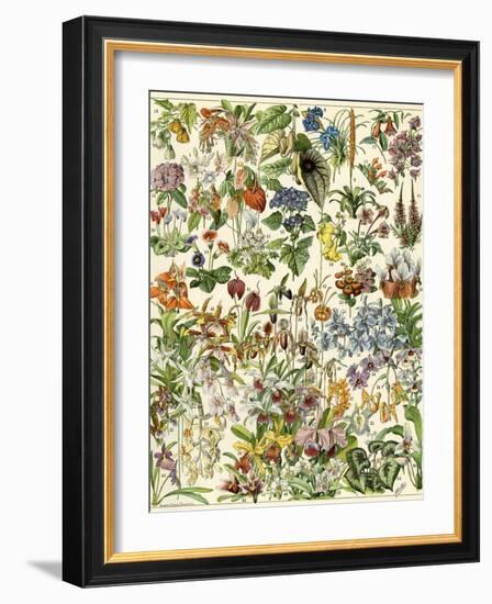 Tropical and Exotic Flowers, Including Orchid, Anthurium, Gloxinia, Trillium-null-Framed Giclee Print