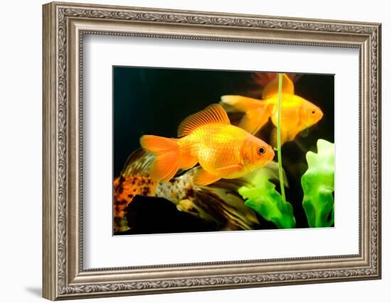 Tropical Aquarium Fish Macro Shot-PH.OK-Framed Photographic Print