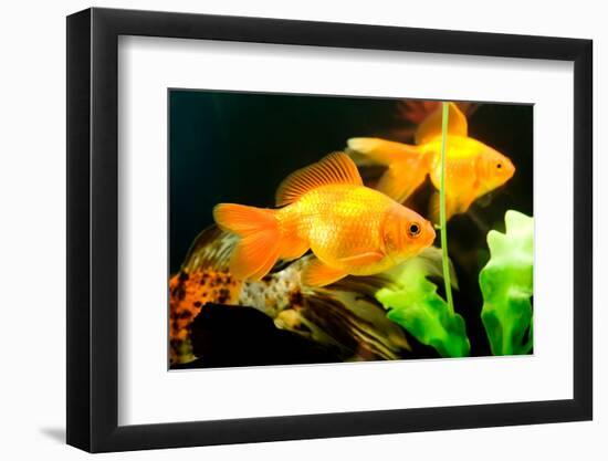 Tropical Aquarium Fish Macro Shot-PH.OK-Framed Photographic Print