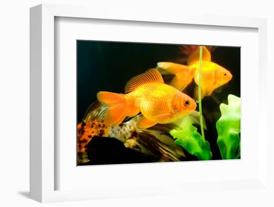 Tropical Aquarium Fish Macro Shot-PH.OK-Framed Photographic Print