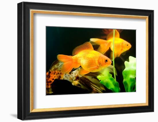 Tropical Aquarium Fish Macro Shot-PH.OK-Framed Photographic Print