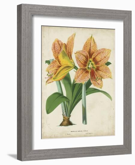 Tropical Array I-Horto Van Houtteano-Framed Art Print