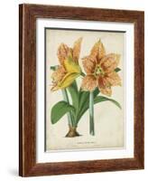 Tropical Array I-Horto Van Houtteano-Framed Art Print