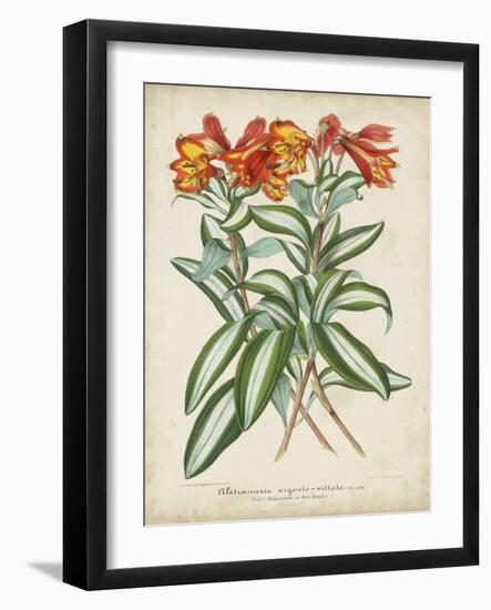 Tropical Array III-Horto Van Houtteano-Framed Art Print