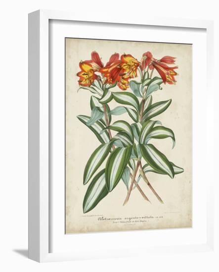 Tropical Array III-Horto Van Houtteano-Framed Art Print