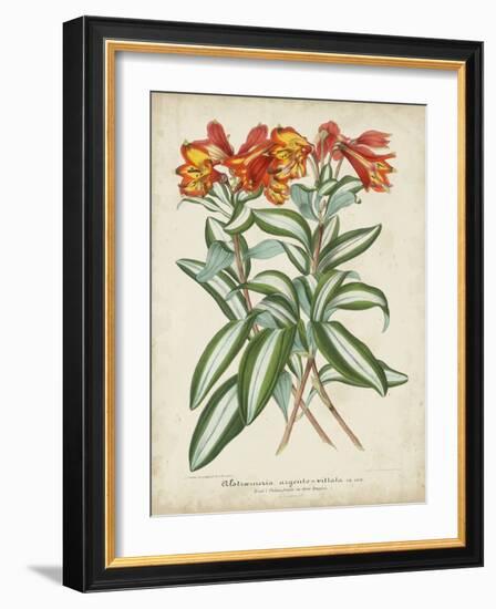 Tropical Array III-Horto Van Houtteano-Framed Art Print