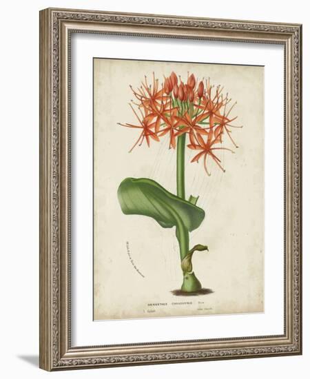 Tropical Array V-Horto Van Houtteano-Framed Art Print