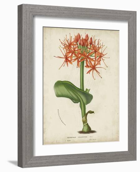 Tropical Array V-Horto Van Houtteano-Framed Art Print