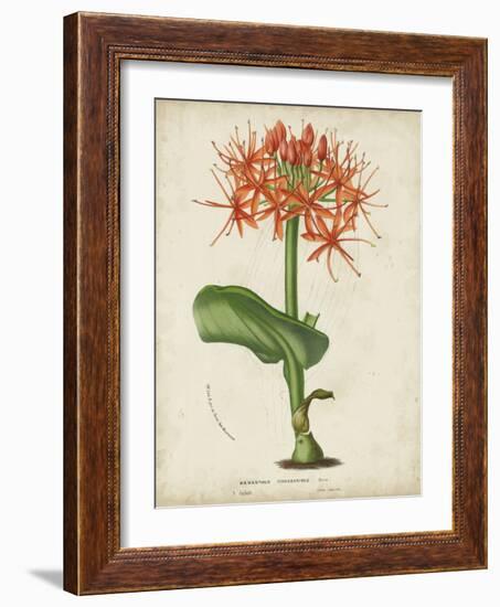 Tropical Array V-Horto Van Houtteano-Framed Art Print