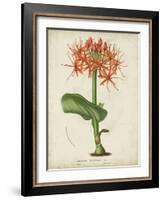 Tropical Array V-Horto Van Houtteano-Framed Art Print