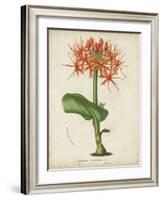 Tropical Array V-Horto Van Houtteano-Framed Art Print