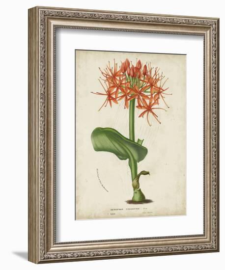 Tropical Array V-Horto Van Houtteano-Framed Art Print