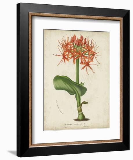 Tropical Array V-Horto Van Houtteano-Framed Art Print