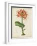 Tropical Array V-Horto Van Houtteano-Framed Art Print
