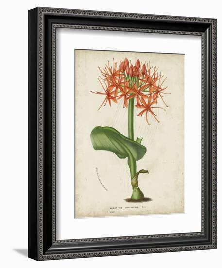 Tropical Array V-Horto Van Houtteano-Framed Art Print