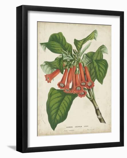 Tropical Array VI-Horto Van Houtteano-Framed Art Print