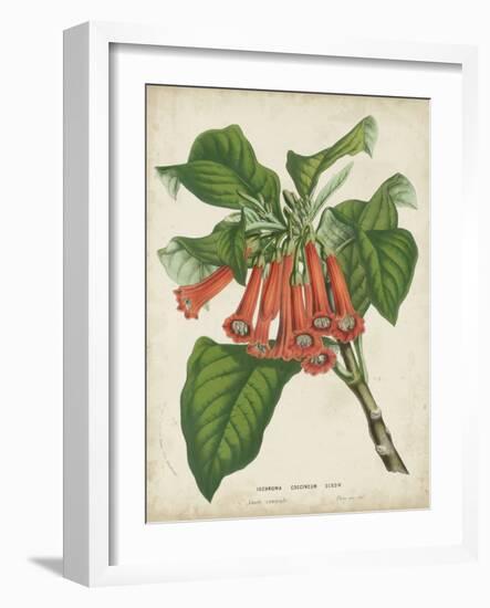 Tropical Array VI-Horto Van Houtteano-Framed Art Print