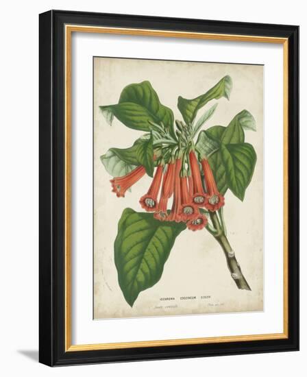 Tropical Array VI-Horto Van Houtteano-Framed Art Print